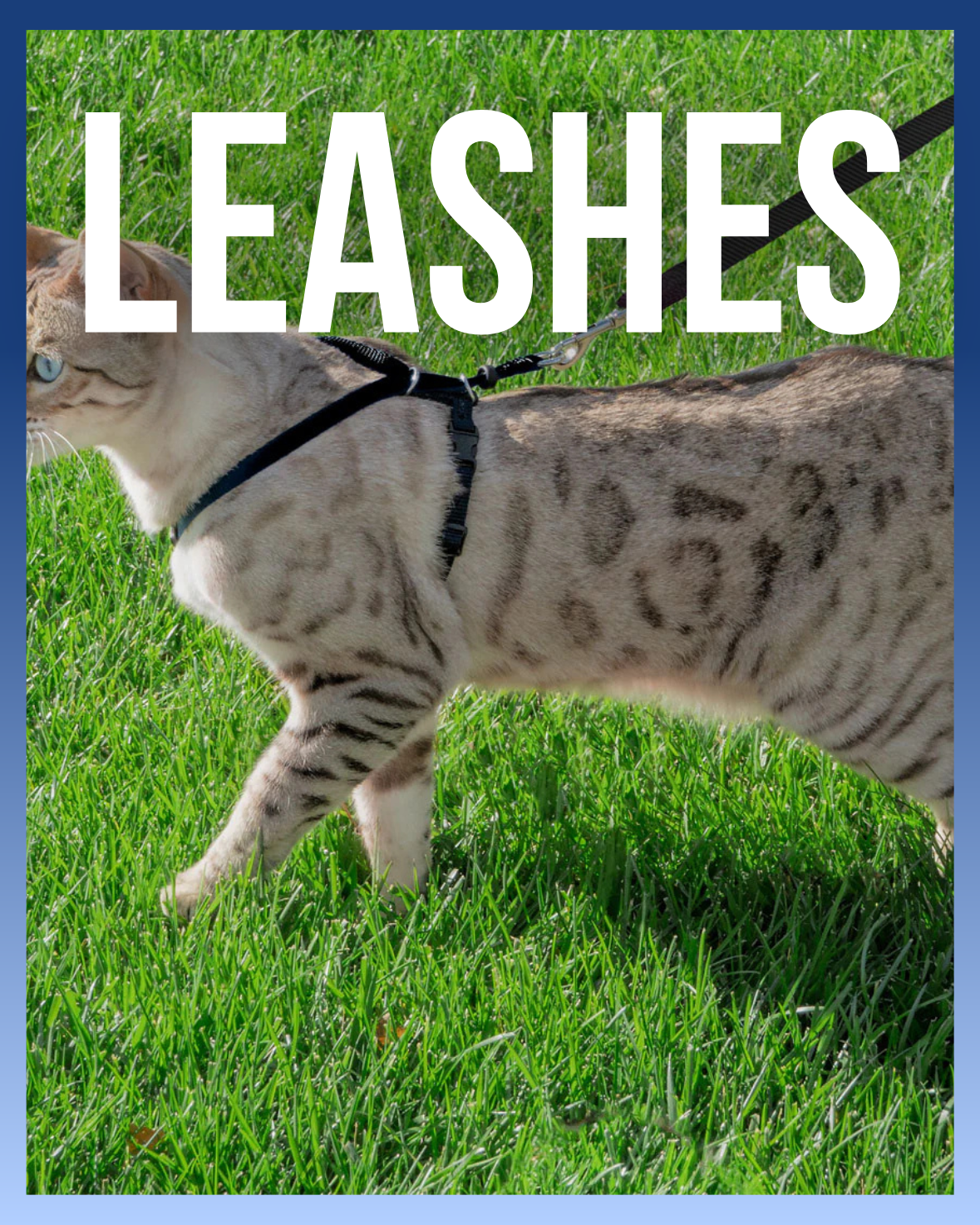 Leashes